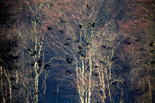 Silhouettes Of Flying Birds With Autumn Dressed Trees In The Background