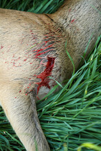 A Close Up Shot Of A Rifle Wound On A Dead Deer During A Deer Hunting Trip In Zealand, Denmark.