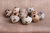 Fototapeta Zwierzęta - Fresh quail eggs in burlap sack