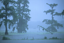 Louisiana Wetlands