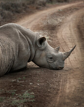A Rhino Rests Its Head On A Dirt Road In Kenya.