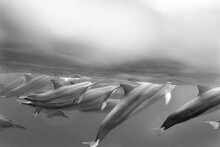 Hawaiian Spinner Dolphins