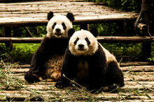 Panda Bears In Chengdu, China