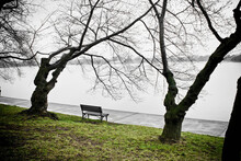 A Lonely Bench In Between Two Trees Overlooking The Jefferson Memorial.