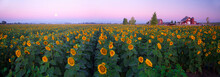 Sunflower Field At Sunrise In Plainfield, Yolo County, California, USA.