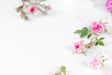 Bright White Background With Fresh Pink Roses