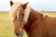 Icelandic brown horse head