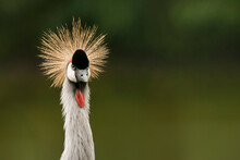 Portrait Of A Grey Crowned Crane On A Green Background