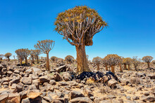 Quiver Tree Forest, Keetmanshoop, Namibia, Africa