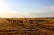 Herd of zebras in a safari in savanna in Africa on a sunny day