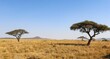 Big acacia savanna trees in a safari captured on a sunny day