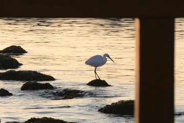 Poster - Great egret standing on a rock looking in the water for a snack at sunrise in Barcelona, Spain.