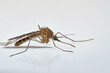 makrofoto einer weiblichen stechmücke auf weißem hintergrund, culex sp.