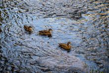Ducks Swimming In A River From Above