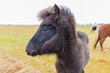 young icelandic horse