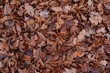 Dried brown autumn leaves on the ground for cool autumn background