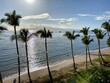 Palm Trees in Maui
