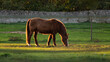 Brown horse grazing in a meadow lit by a beautiful sunset light.
