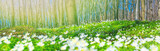 Spring landscape, banner, panorama - view of the anemone nemorosa  with selective focus in the spring forest in the rays of the sun. Horizontal background with copy space for text