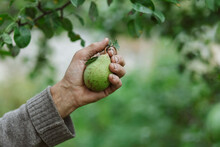 Hand Holding Green Fresh Pear