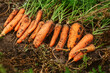 © Demetr White/Stocksy - Row of fresh carrots with green leafs