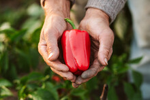 Red paprika in hands of man