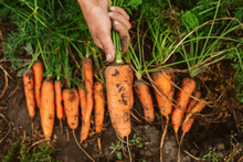 Row Of Carrots, Organic Farmering