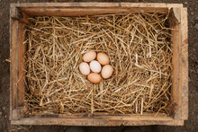 Organic Eggs In Wooden Box With Hay