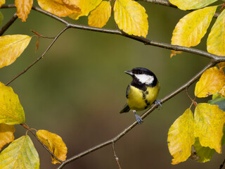 Sticker - Great tit, Parus major