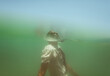 © Ibai Acevedo/Stocksy - Underwater portrait of a man floating in the sea