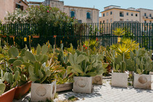 Pots With Prickly-pear Cactus In Sicilian Street