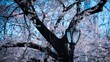 Closeup of retro street light in a public garden with  blossom cherry tree on background