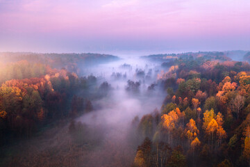 Wall Mural - aerial view of foggy forest at colorful sunrise in autumn in irpen, ukraine. beautiful landscape wit