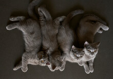 Close-up Photo Of Cute Quadruplets Blue Cat Babies

