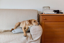 Cute Lazy Dog Rest On Couch