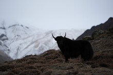 Beautiful Shot Of A Domestic Yak In A Field During The Day