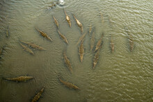 Family Of Crocodiles Seen From Above Waiting For Food In A River 