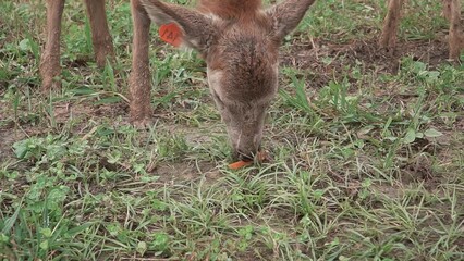 Sticker - Closeup of a cute fawn grazing in the field