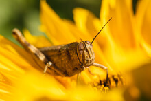 Grasshopper On A Sunflower