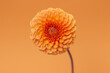 © Anna Sorokina/Stocksy - Orange dahlia flower