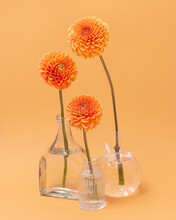 Orange Dahlias Flower