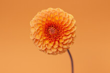 Orange Dahlia Flower