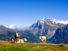 Cows On Alpine Meadow