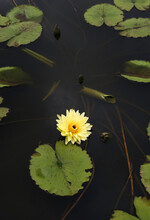 Closeup Beautiful Yellow Lotus Flower