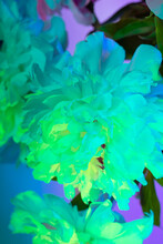 Bright Blooming Flowers In Neon Studio Green Light
