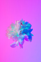 Blue Flower In Studio With Blue Petals Pink Neon Background