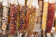 Decorative  Indian Corn At Local Farmer's Market