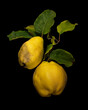 © Jennifer Markwirth/Stocksy - Quince 1