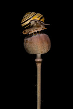 Snail On Opium Poppy Capsule