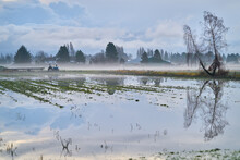 Morning Mist And Flooded Field. Heavy Rains Cause A Flooded, Muddy Farm Field.

